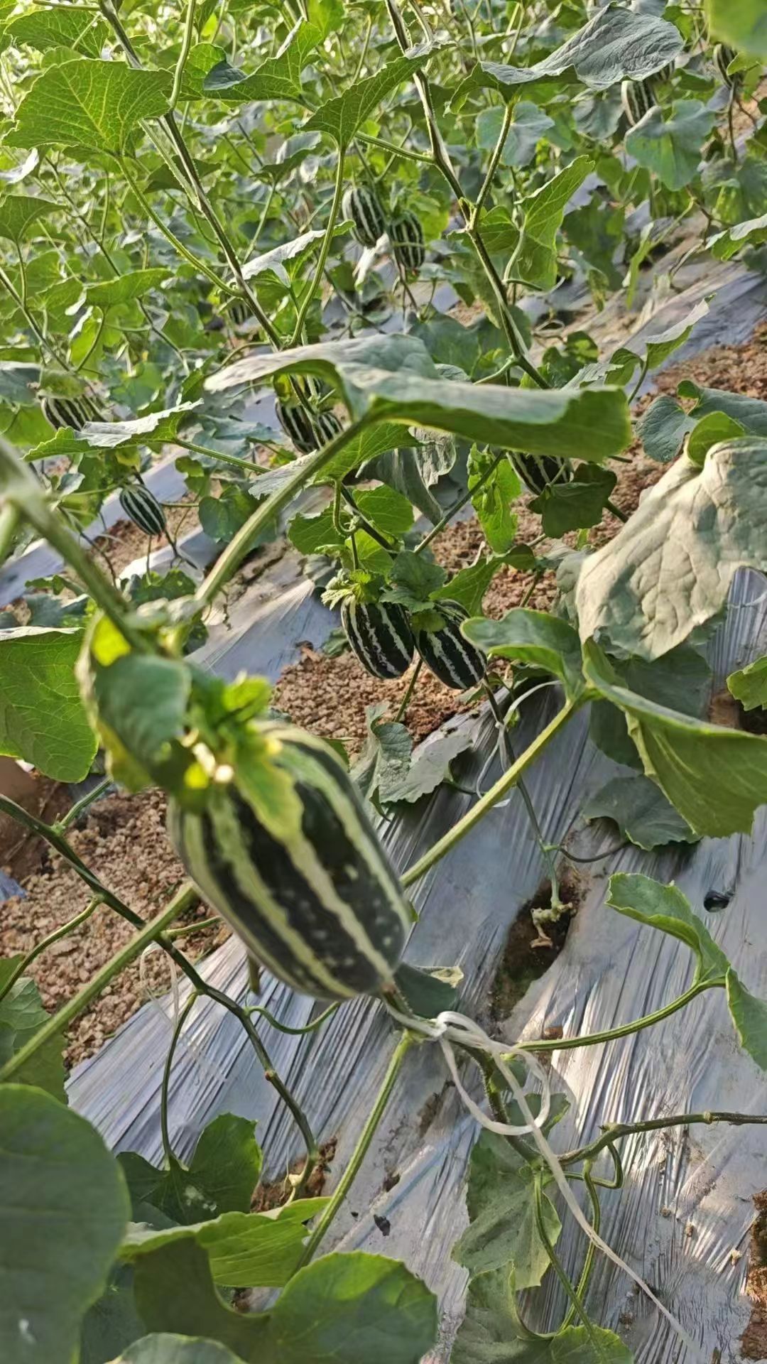 什么是微生物肥料，生物肥